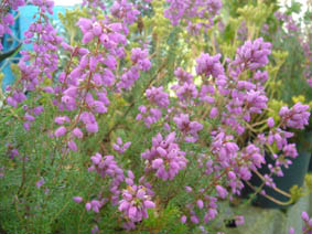Erica cinerea